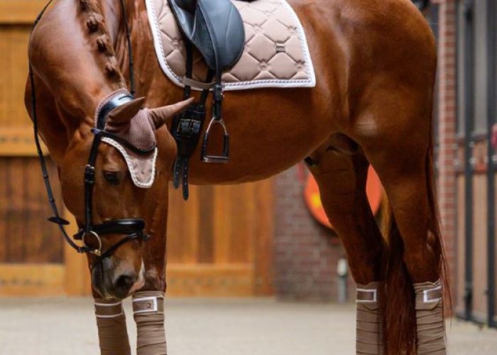 equstrian